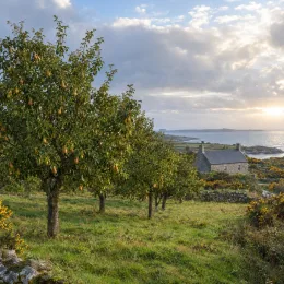 Poirier 'Abate fetel' (Pyrus communis) — verger d'arbres fruitiers près d'une maison côtière
