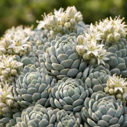 Orpin artichaut (Sedum pachyclados) — rosettes charnues serrées avec petites fleurs blanches · Photo d'illustration