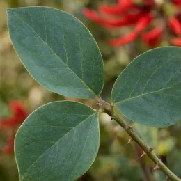 Corail 'Kylian julien' (Erythrina) — rameau portant grandes feuilles ovales et épines · Photo d'illustration