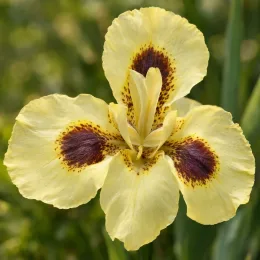 Iris espagnol (Dietes bicolore) — gros plan sur fleur jaune mouchetée brun · Photo d'illustration