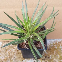 Agave geminiflora — rosette compacte de longues feuilles étroites · Godet