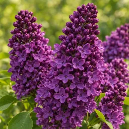Lilas à petites feuilles 'Dark purple' (Syringa) — grappes denses de petites fleurs violettes