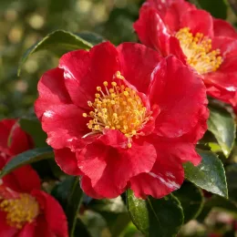 Camélia d'automne 'Hiryu rouge' (Camellia sasanqua) — gros plan de fleurs rouges aux étamines jaunes · Photo d'illustration