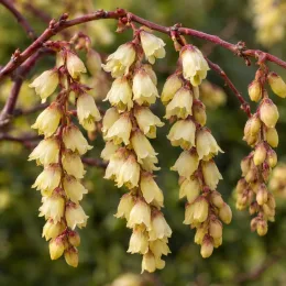 Stachyurus chinensis 'Joy forever' — grappes pendantes de petites fleurs crème · Photo d'illustration