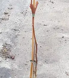 Arbre aux quarante écus 'Fairmount' (Ginkgo biloba) — jeune tige ligneuse tuteurée dans pot noir · Pot 3L Baliveau