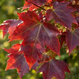 Érable rouge 'October glory' (Acer rubrum) — gros plan sur feuilles rouge vif dentées · Photo d'illustration