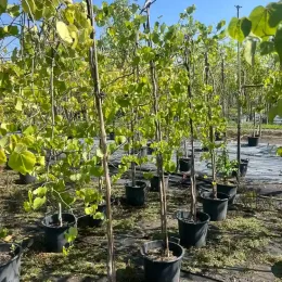 Gainier du canada 'Lavender twist' (Cercis canadensis) — jeunes arbres en pot alignés en pépinière · Pot 30L Baliveau