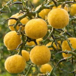 Orange trifoliée naine 'Flying dragon' (Poncirus trifoliata) — gros plan de fruits jaunes duveteux et épineux · Photo d'illustration
