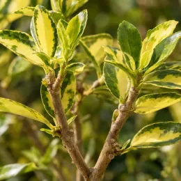 Fusain du japon 'Duc d anjou' (Euonymus japonicus) — branches dressées avec feuillage vert et jaune