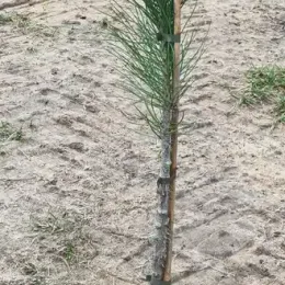Pin parasol nain 'Silver crest' (Pinus pinea) — jeune conifère tuteuré en pot noir · Pot 8L Baliveau