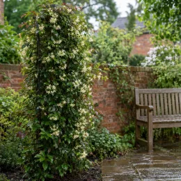 Jasmin étoilé jaune (Trachelospermum asiaticum) — liane grimpante fleurie près d'un banc de jardin · Photo d'illustration
