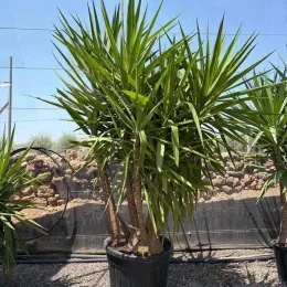Yucca pied d'éléphant (Yucca elephantipes) — grand sujet arbustif dressé en gros pot · Pot 90L