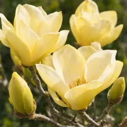 Magnolia 'Yellow' (Magnolia denudata) — gros plan sur fleurs jaunes et boutons
