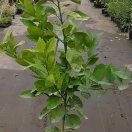 Oranger navel 'Chislett summer navel' (Citrus sinensis) — jeune arbre fruitier au feuillage vert en pépinière · Pot 8L Baliveau
