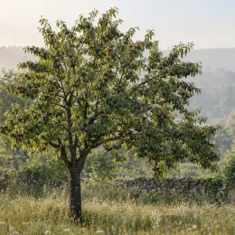 Cerisier 'Beltxa' (Prunus avium) — arbre isolé dans une prairie herbeuse · Photo d'illustration