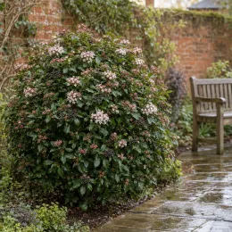 Viorne tin 'Eve price' (Viburnum tinus) — arbuste arrondi fleuri près d'un banc de jardin