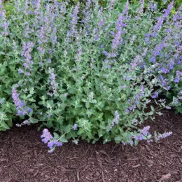 Nepeta
