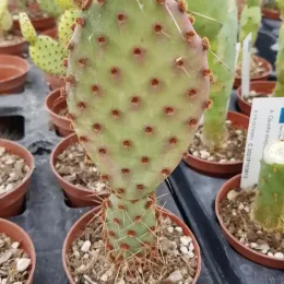 Figuier de barbarie 'Rufida' (Opuntia) — raquette de cactus jeune en pot de pépinière · Pot 1.5L