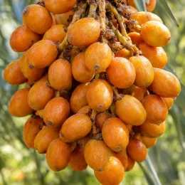 Arbre à laque (Butia capitata) — grappe dense de fruits orangés mûrs