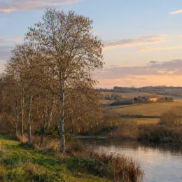 Aulne blanc (Alnus incana) — alignement d’arbres à chatons près d’une rivière · Photo d'illustration