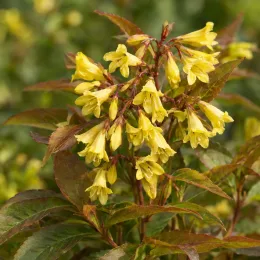 Diervillée (Diervilla × splendens) — grappes de petites fleurs jaunes pendantes · Photo d'illustration