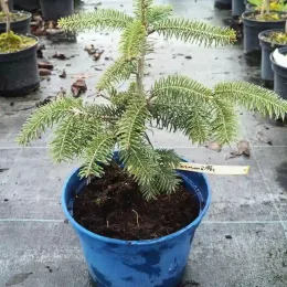 Sapin de bornmuller (Abies bornmulleriana) — jeune conifère en pot bleu sur toile · Pot 2.5L