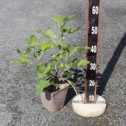 Figuier 'Little miss figgy' (Ficus carica) — jeune plant en pot près d’une réglette · Pot 5L