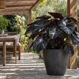 Oreille d'éléphant géante noir au coeur violet 'Painted black gecko' (Colocasia esculenta) — grand feuillage sombre en pot sur terrasse · Photo d'illustration