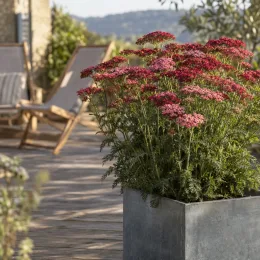 Achillée 'Cassis' (Achillea millefolium) — plante fleurie en bac métallique sur terrasse · Photo d'illustration