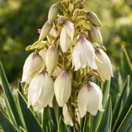 Yucca hérisson (Yucca harrimaniae) — grappe de fleurs blanches pendantes parmi des feuilles · Photo d'illustration