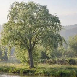 Saule blanc (Salix alba) — grand arbre au bord de l’eau, en paysage