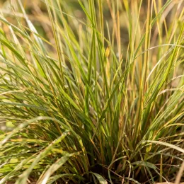 Eragrostis 'Pure love grass' (Eragrostis trichodes) — touffe dense de fines feuilles dressées · Photo d'illustration