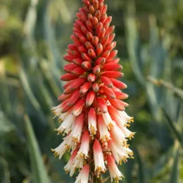 Aloe à tête penchée (Aloe hexapetala) — épi floral cylindrique rouge et blanc en gros plan · Photo d'illustration