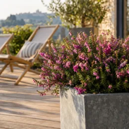 Bruyère 'Spring surprise' (Erica) — massif de petites fleurs roses sur terrasse · Photo d'illustration