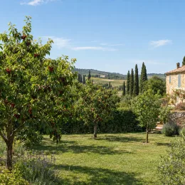 Cerisier 'Stella' (Prunus avium) — arbres fruitiers chargés de fruits rouges au jardin
