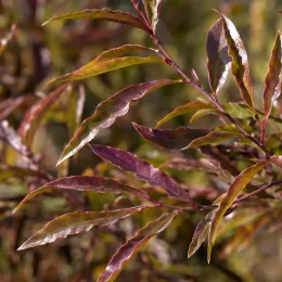 Dodonea 'Purpurea' (Dodonea viscosa) — feuillage allongé aux teintes vertes et pourprées · Photo d'illustration