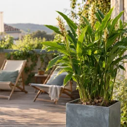 Grand galanga (Alpinia galanga) — plante tropicale fleurie sur terrasse en bois · Photo d'illustration