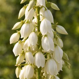 Résistant au sec (Yucca constricta) — grappe dense de fleurs blanches en clochettes · Photo d'illustration