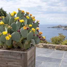 Cactée 'Ellisiana' (Opuntia cacanapa) — cactus fleuri en bac bois sur terrasse côtière · Photo d'illustration