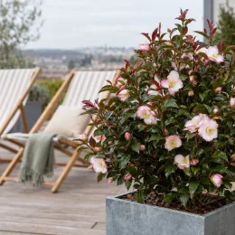 Camélia du japon 'Beauty blush' (Camellia japonica) — arbuste fleuri en bac sur terrasse
