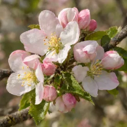 Pommier 'Eztika' (Malus domestica) — gros plan de fleurs blanches rosées sur branche · Photo d'illustration