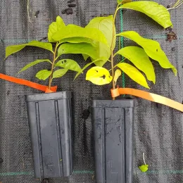 Asiminier de virginie 'Paw-paw' (Asiminia triloba) — deux jeunes plants feuillus en godets plastiques · Godet