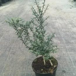 Citronnier caviar 'Pink red' (Citrus australasica) — jeune arbuste épineux en pot de pépinière · Pot 5L Touffe