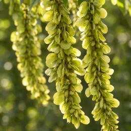 Noyer du caucase (Pterocarya fraxinifolia) — longs épis pendants de samares vertes