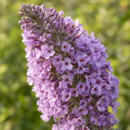 Arbre aux papillons (Buddleia salviifolia) — gros plan sur épi de fleurs mauves · Photo d'illustration