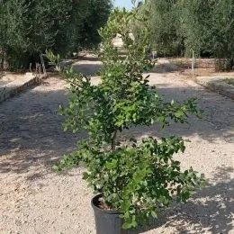 Chêne vert (Quercus ilex) — arbuste en pot sur allée gravillonnée · Pot 10L