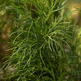 Coreopsis 'Moonbean' (Coreopsis verticillata) — gros plan sur feuillage fin et filiforme · Photo d'illustration