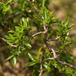 Grenadier à fleurs 'Nochi shibari' (Punica granatum) — rameaux ligneux portant un feuillage vert luisant