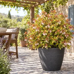 Abélia 'Sunshine daydream' (Abelia grandiflora) — arbuste fleuri en pot sur terrasse ensoleillée · Photo d'illustration