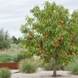 Pêcher 'Roussanne de monein' (Prunus persica) — arbre fruitier isolé chargé de fruits colorés · Photo d'illustration